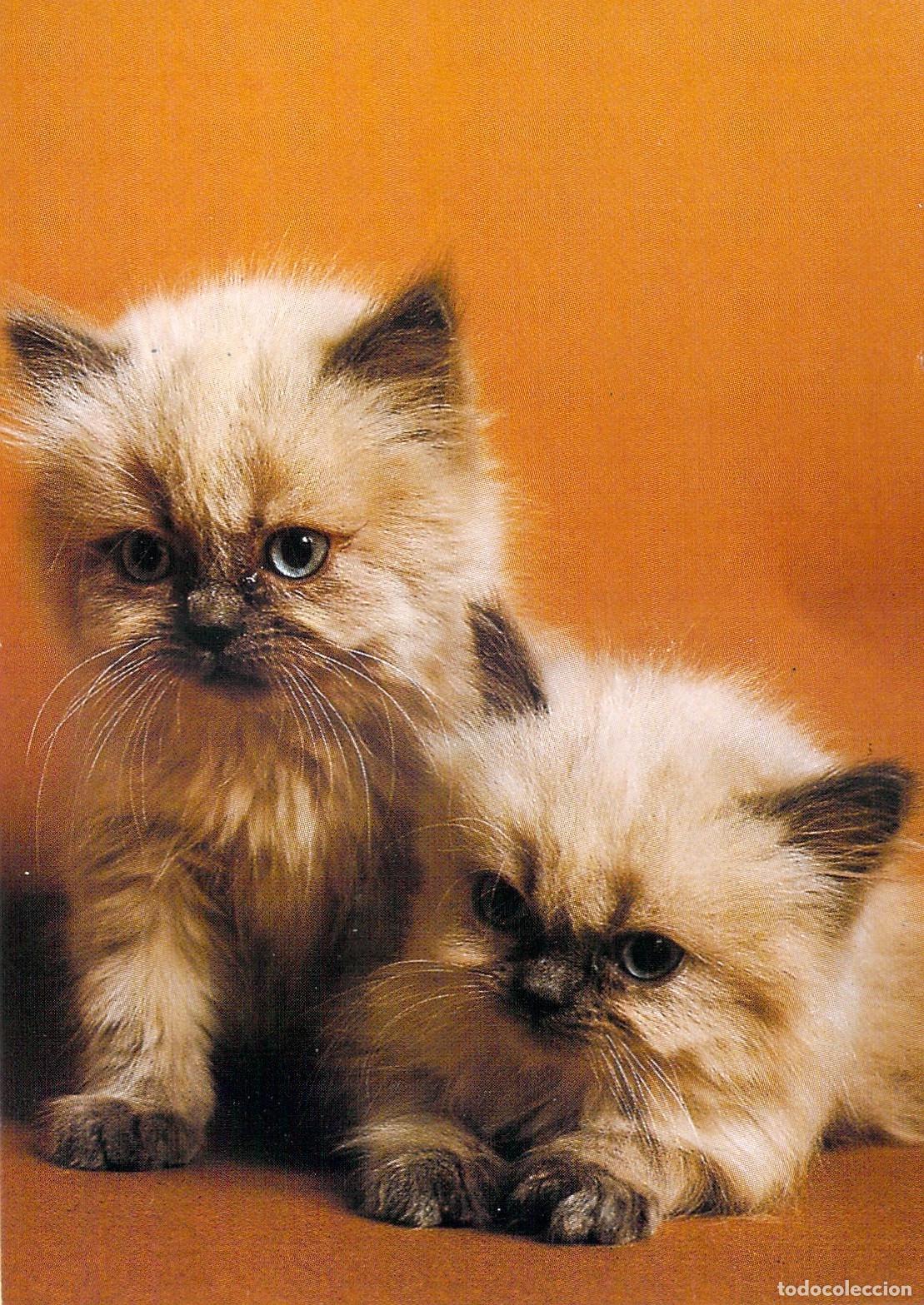 Postkarten: Postal con fotograf&iacute;a de dos gatitos Colourpoint