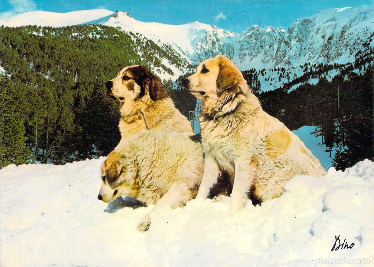 Cartoline: Postal de perros de monta&ntilde;a en la nieve de los Pirineos