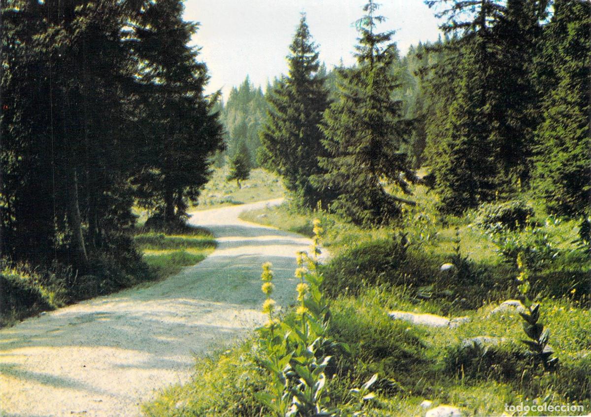 Postales: Postal de un pintoresco camino entre el bosque franc&eacute;s