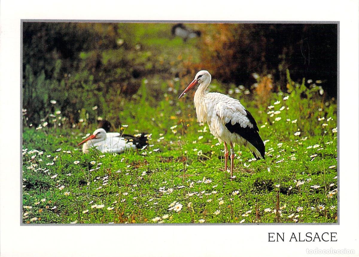 Postales: Postal de Cig&uuml;e&ntilde;as en Alsacia Francia