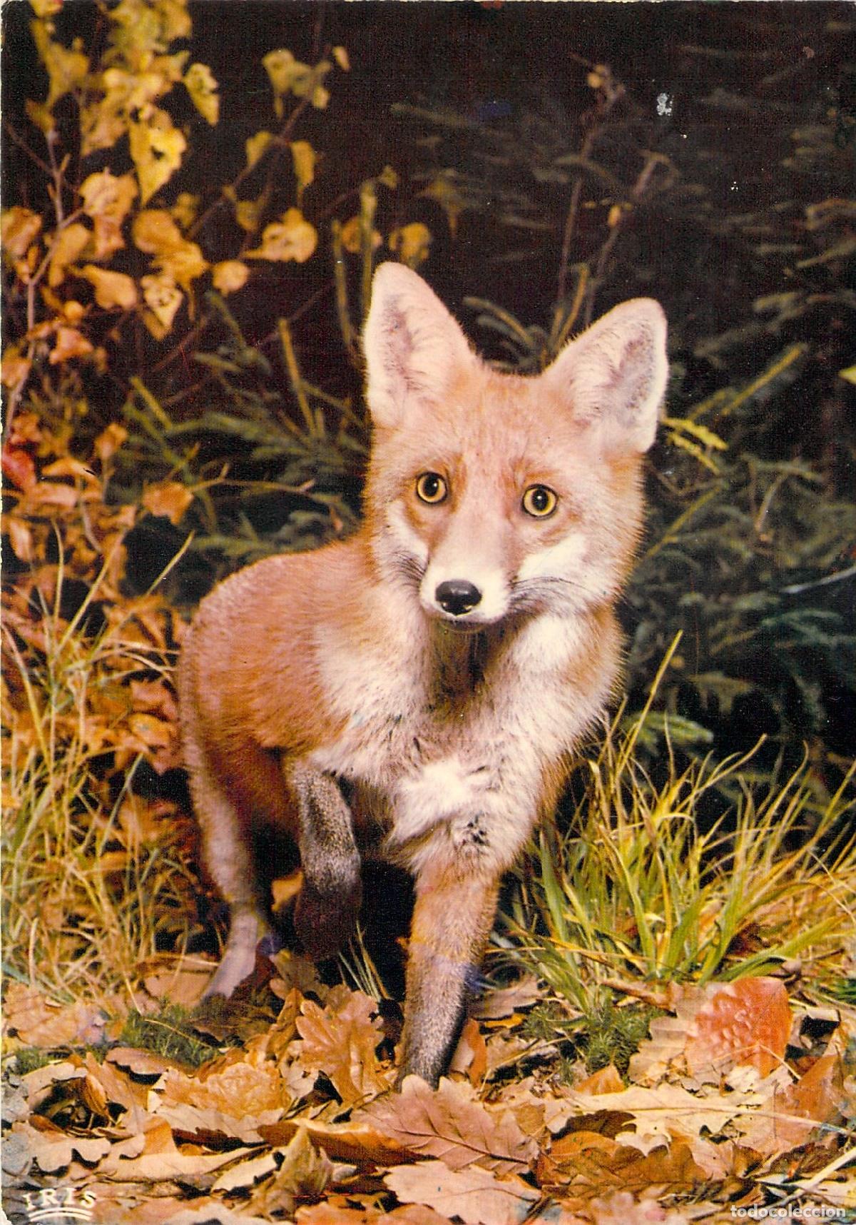 Postales: Postal de un Zorro en la Naturaleza