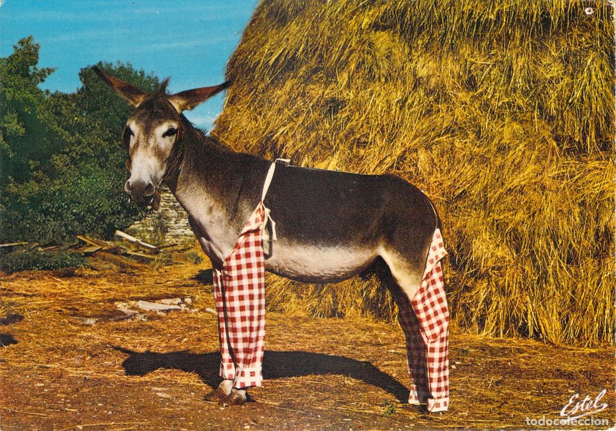 Postcards: Postal humor&iacute;stica de burro con pantalones a cuadros