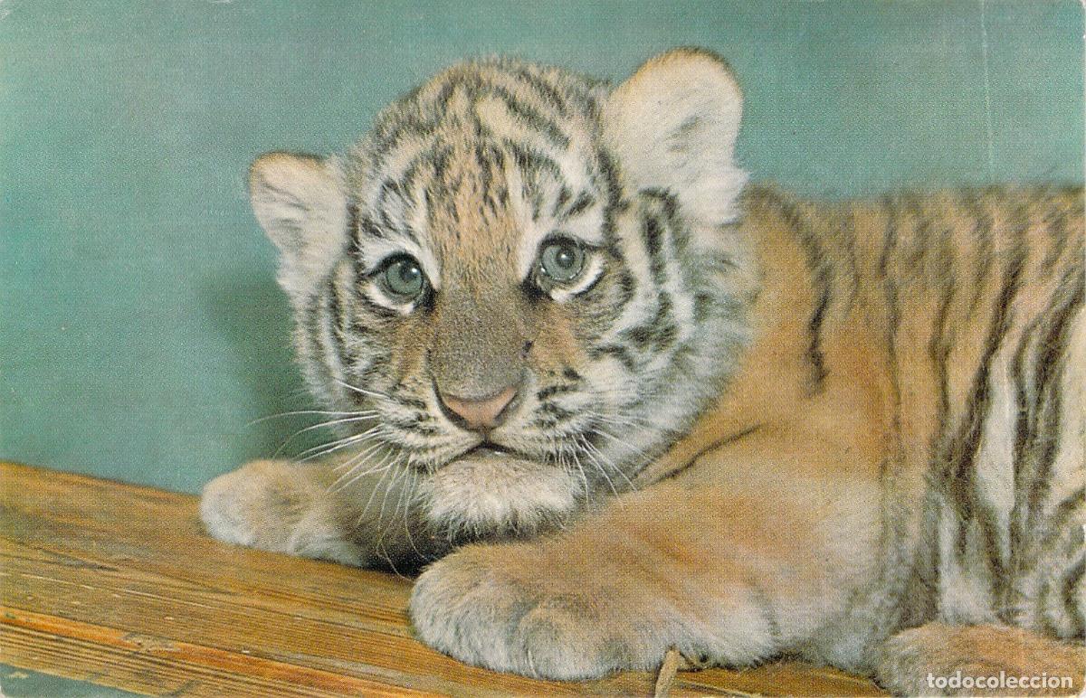 Postales: Postal de un cachorro de tigre