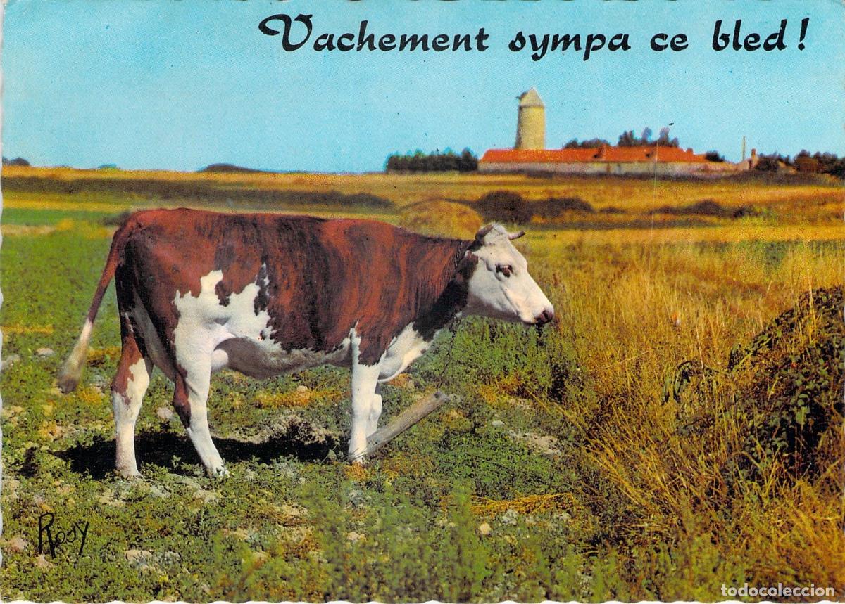 Postales: Postal de paisaje rural con vaca en Royan Francia