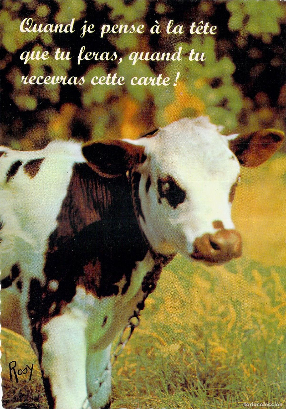 Postales: Postal humor&iacute;stica con imagen de un ternero en el campo
