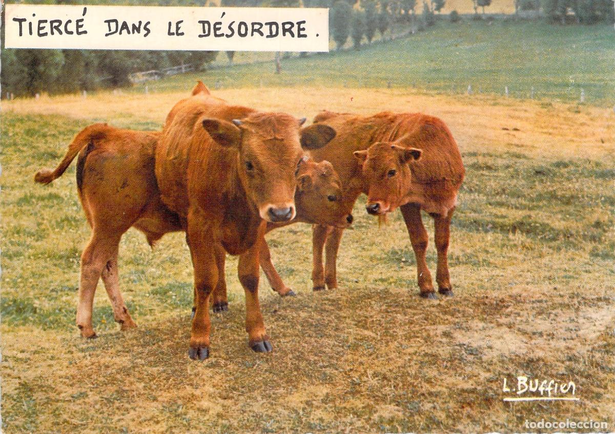 Postales: Postal con fotograf&iacute;a de terneros en el campo, Editada en Francia