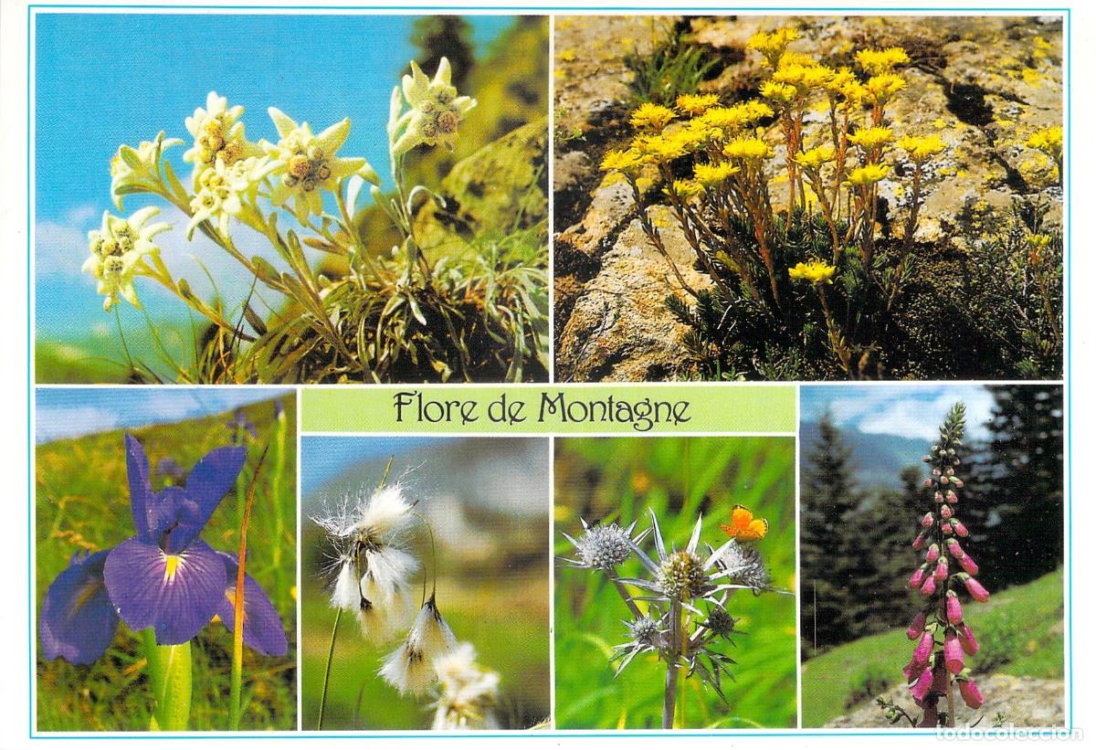 Postales: Postal de Flores de Monta&ntilde;a de los Pirineos