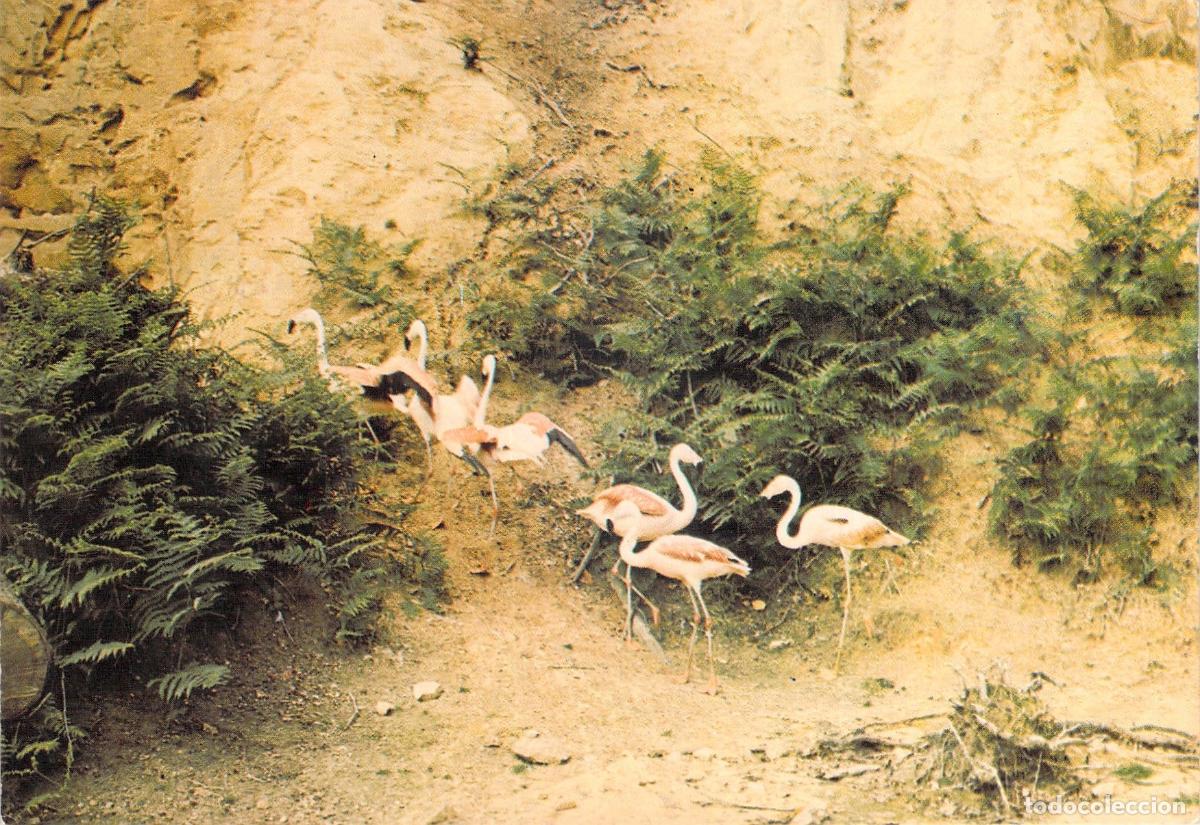 Postales: Postal de flamencos en la Reserva Africana de Thoiry