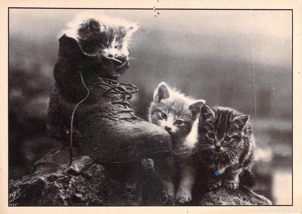 Postales: Postal de gatitos tiernos descansando en una bota