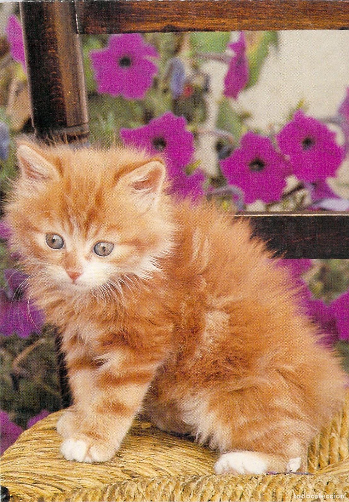 Postales: Postal de Gato Dom&eacute;stico sobre Silla con Flores