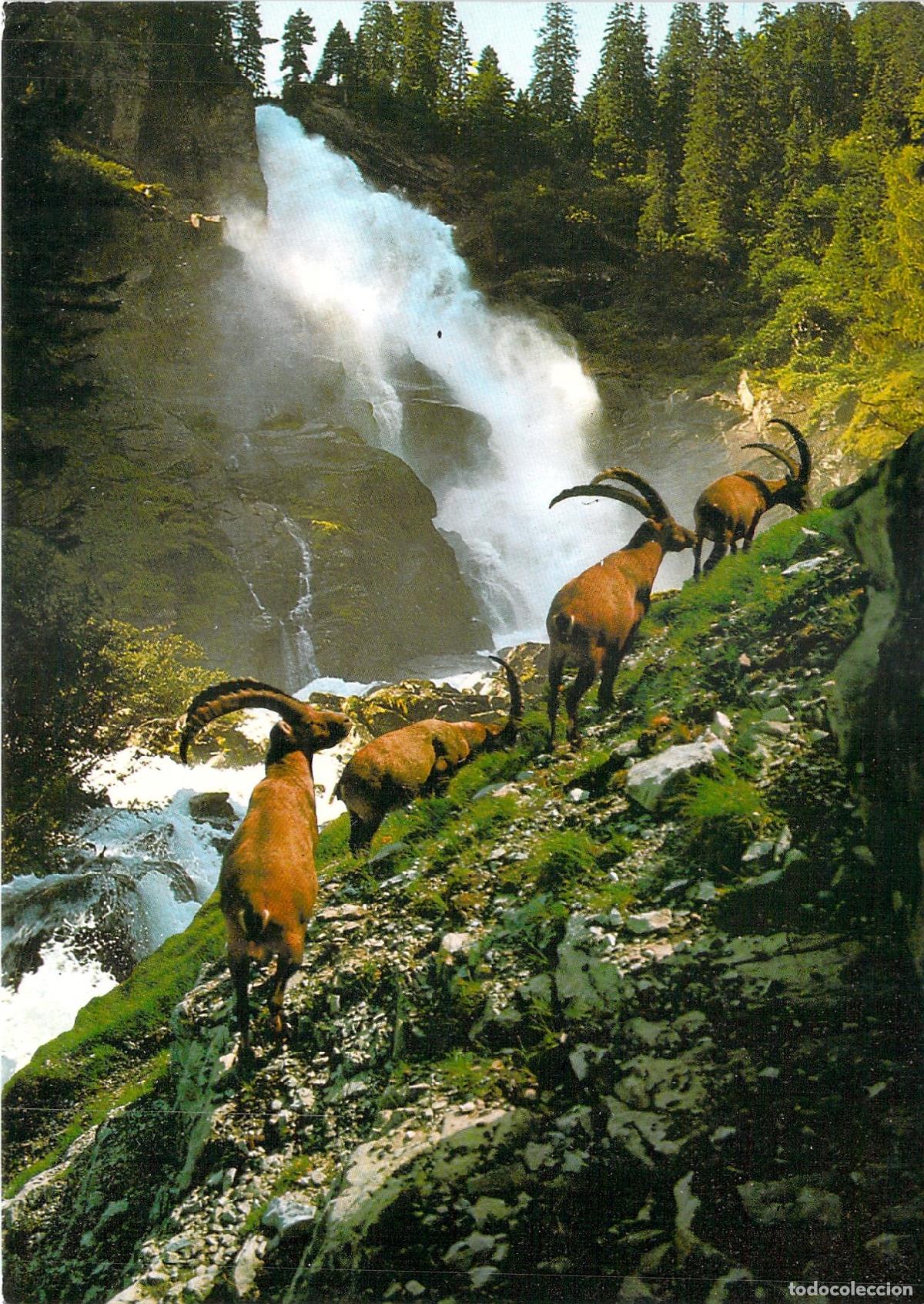 Postales: Postal de las Cascadas de Krimml en los Alpes Austriacos