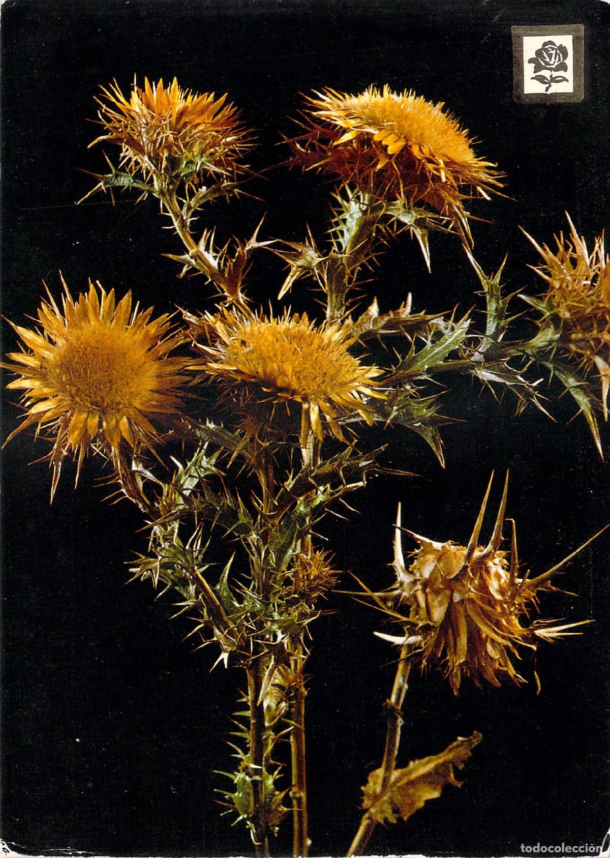 Postais: Postal con ilustraci&oacute;n de flores silvestres de cardo