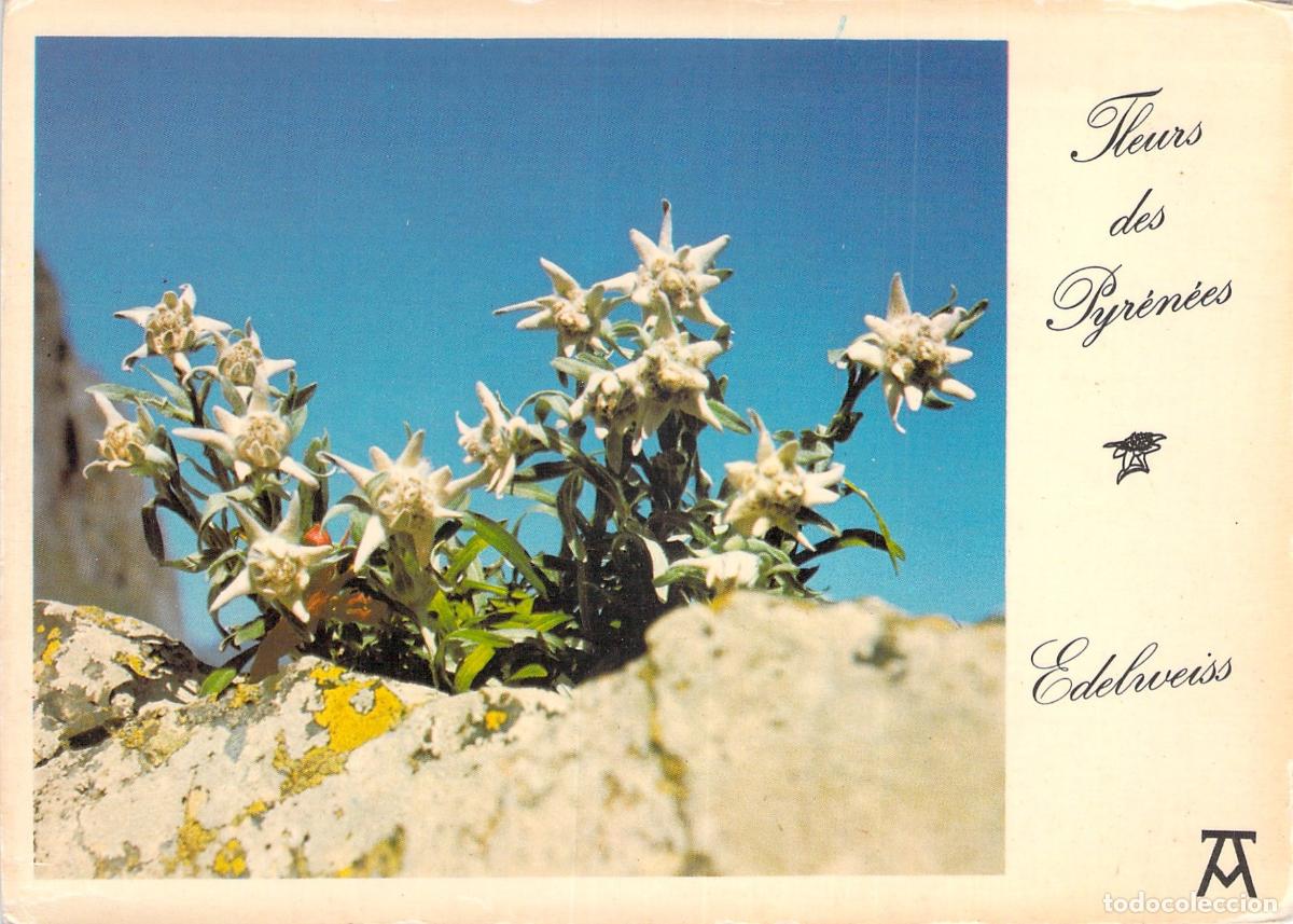 Postais: Postal de Edelweiss en los Pirineos Franceses