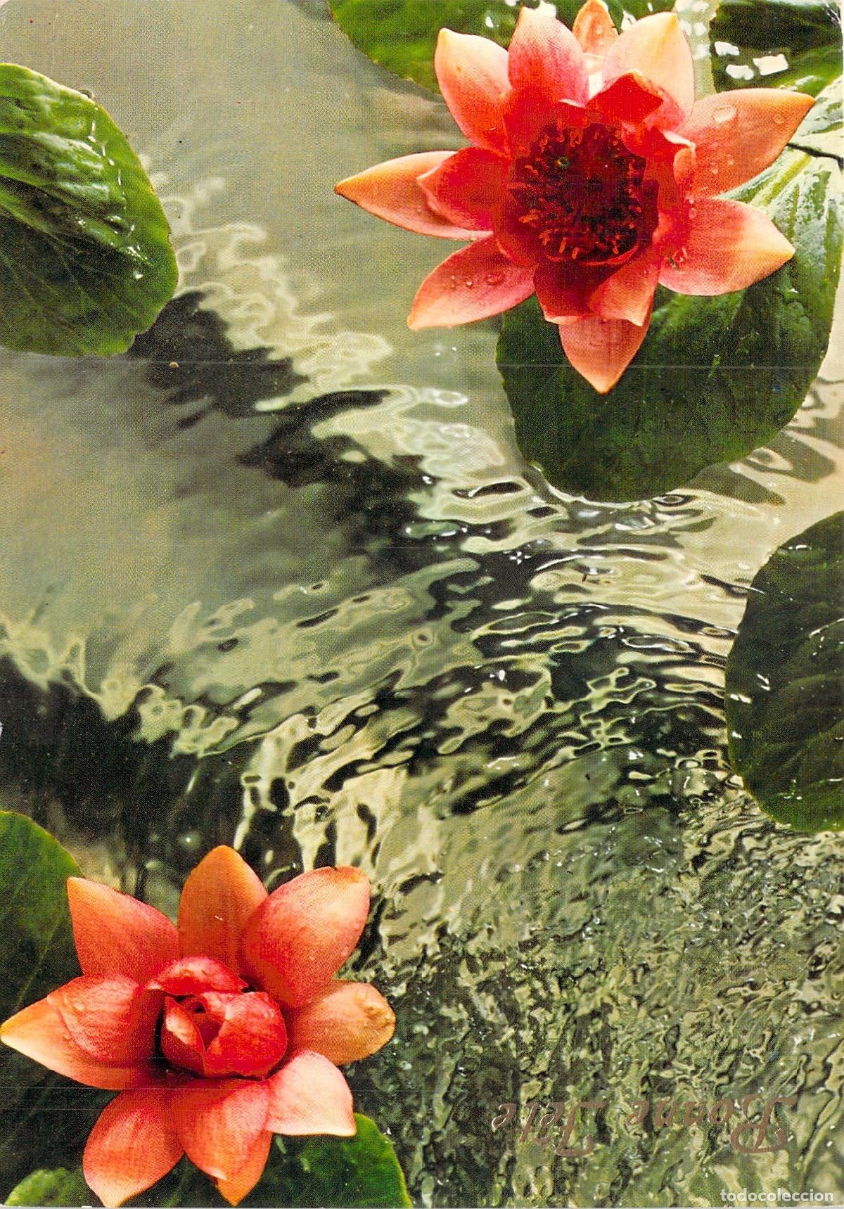 Postales: Postal de bellos nen&uacute;fares flotando en el agua