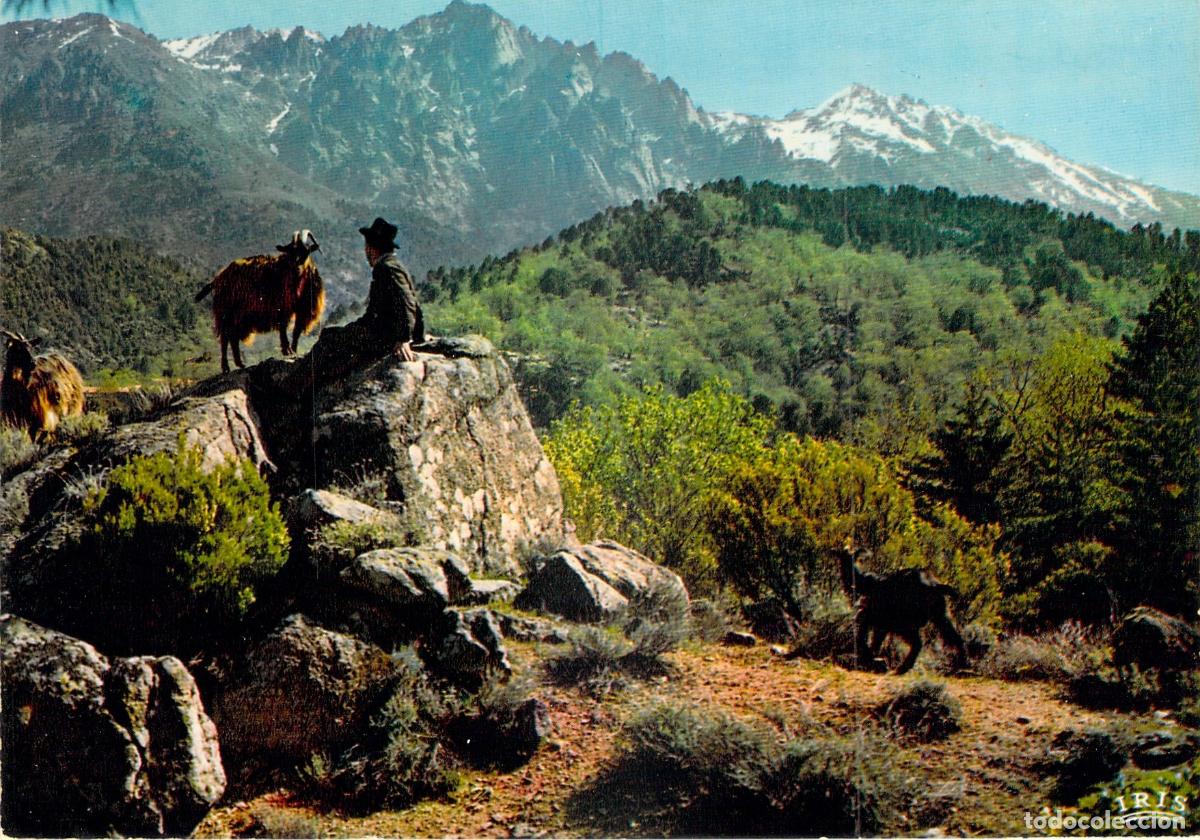Postales: Postal de pastor y cabras en las monta&ntilde;as de C&oacute;rcega