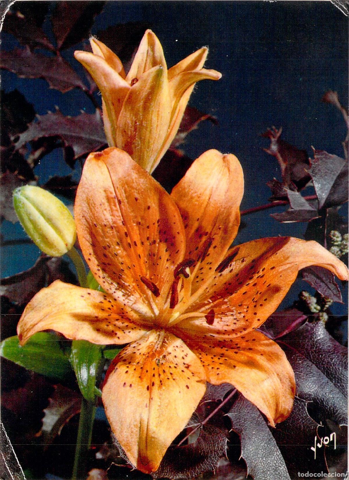 Cartes Postales: Postal con Ilustraci&oacute;n de Flores de Lirio en Francia