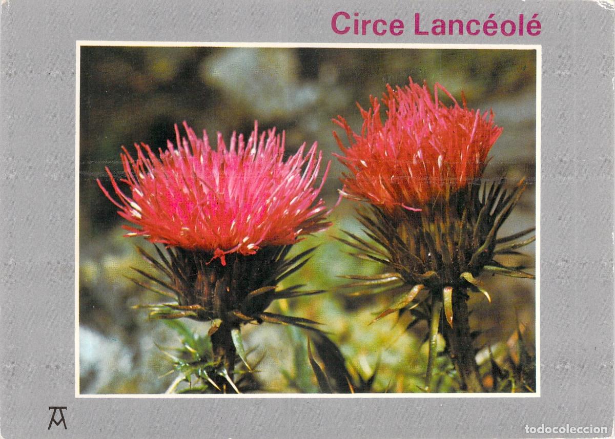 Cartes Postales: Postal de Flor de Monta&ntilde;a Circe Lanc&eacute;ol&eacute;