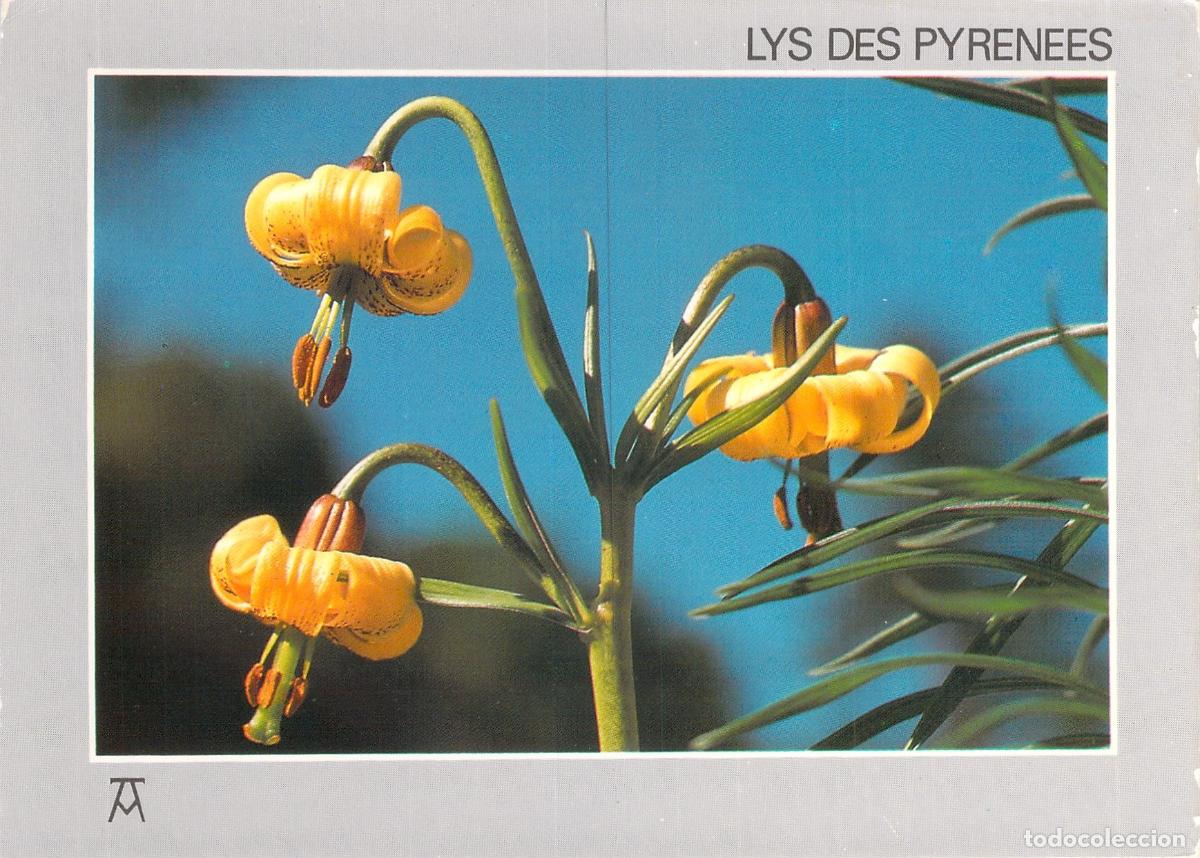 Cartes Postales: Postal de Lirios Amarillos de los Pirineos