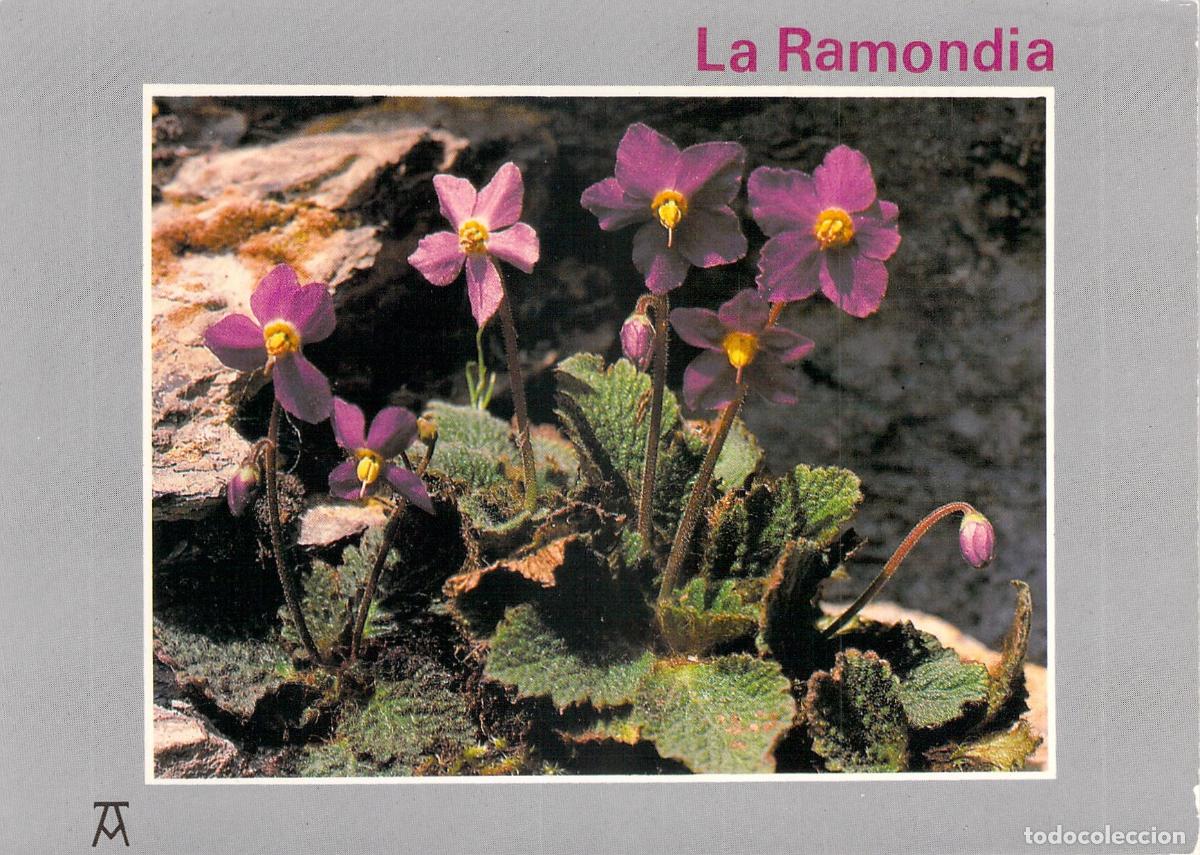 Cartes Postales: Postal de flor de monta&ntilde;a La Ramondia