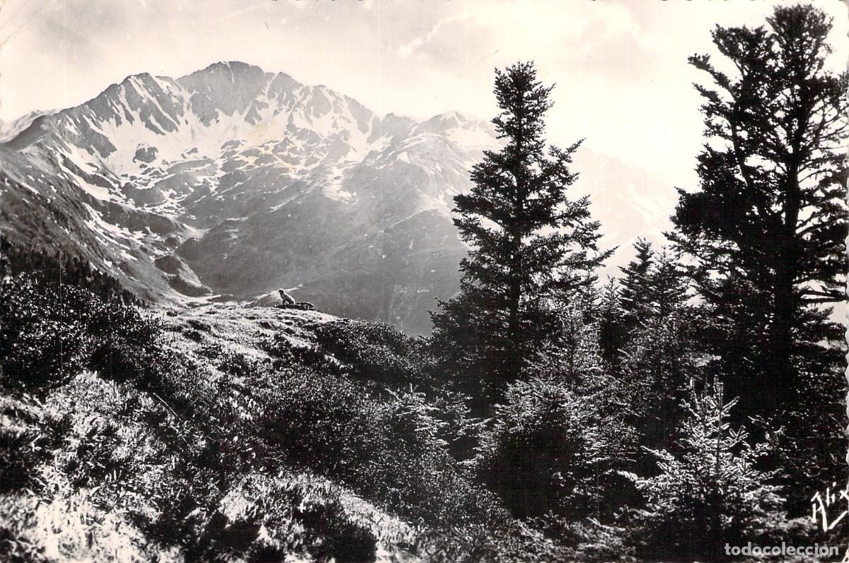 Cartes Postales: Postal de los Pirineos: Le Cecire y el Bosque de Abetos en Superbagneres