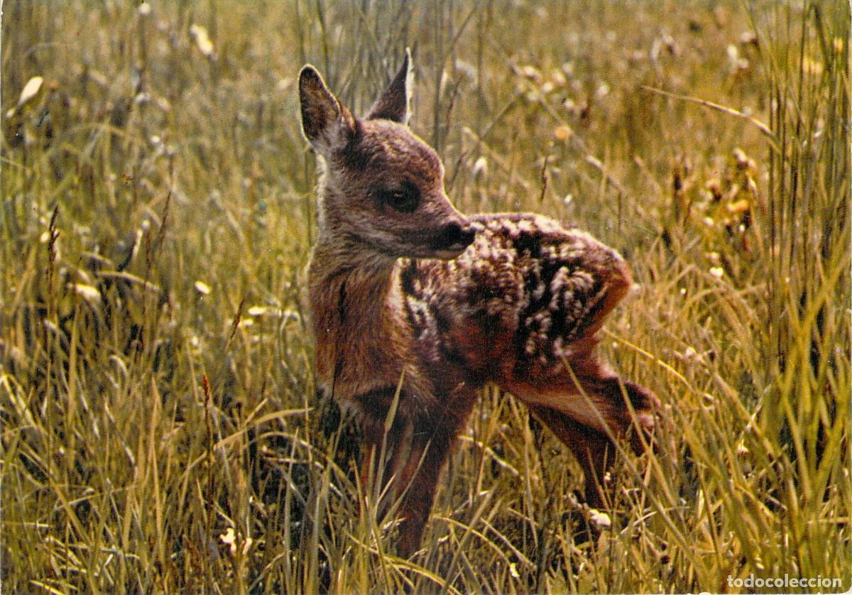 Postales: Postal de un cervatillo en el campo