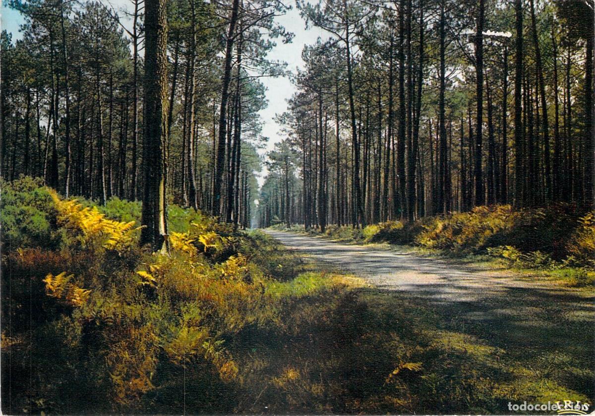 Postales: Postal de los Bosques de Gascu&ntilde;a y el Pinar en Francia