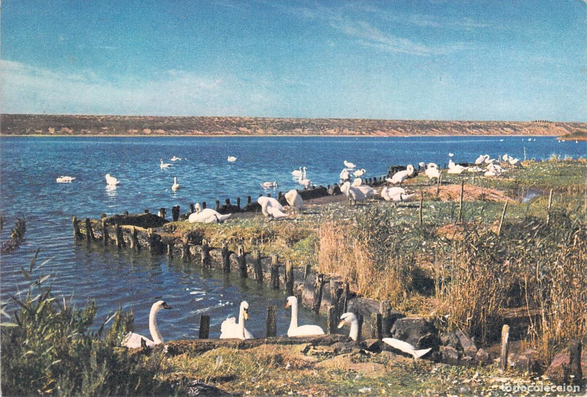 Postales: Postal de The Swannery en Abbotsbury, Dorset