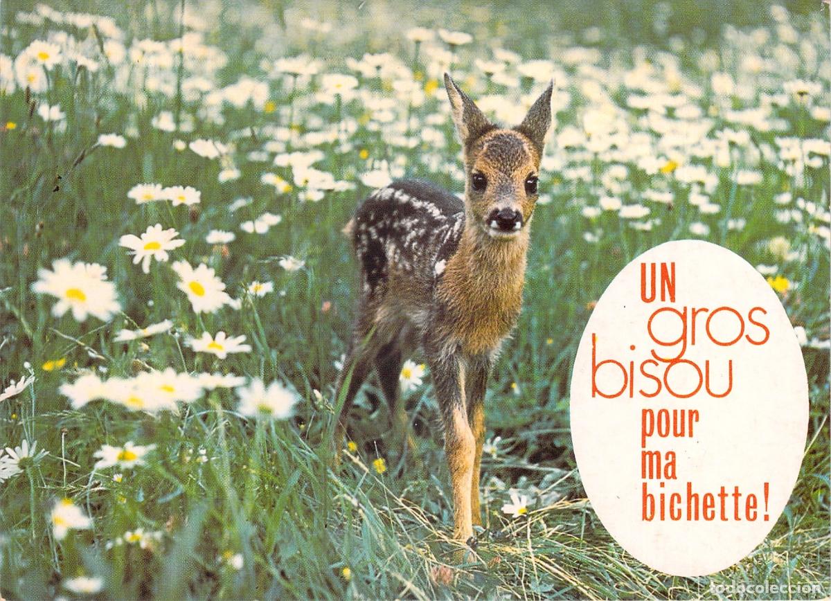 Postales: Postal humor&iacute;stica con un tierno cervatillo entre margaritas