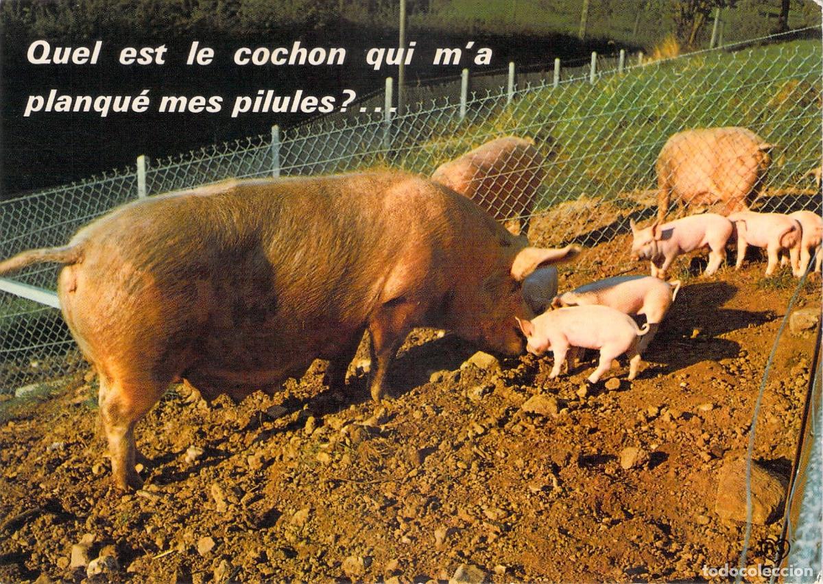 Postales: Postal de humor con cerdos y frase en franc&eacute;s