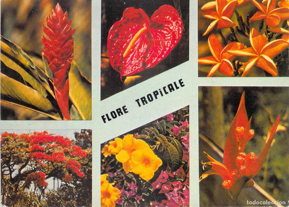 Postales: Postal de Flores Tropicales y Naturaleza Ex&oacute;tica