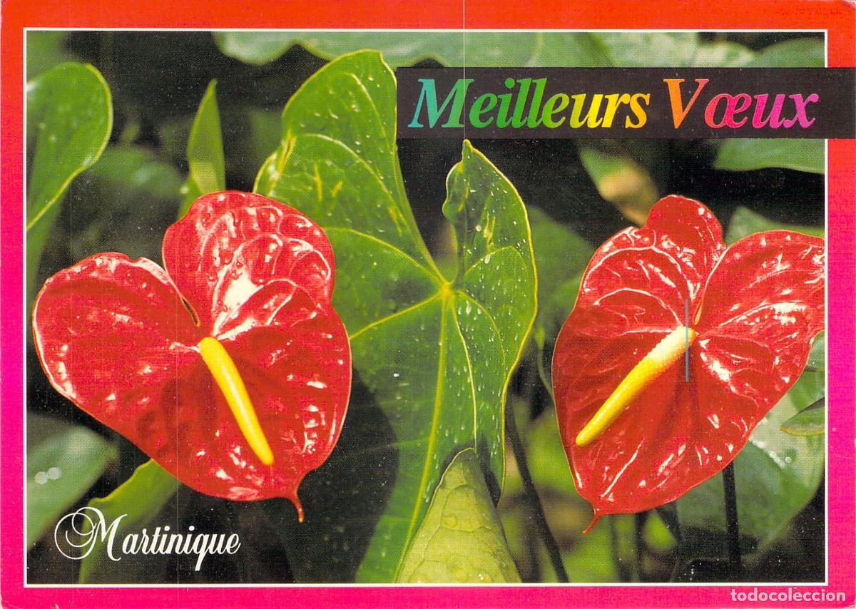 Postales: Postal de Anturios Flores Tropicales de Martinica