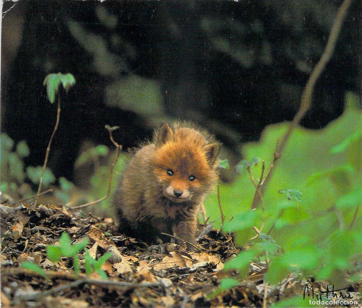 Postcards: Postal de cachorro de zorro rojo (Vulpes vulpes) en el bosque