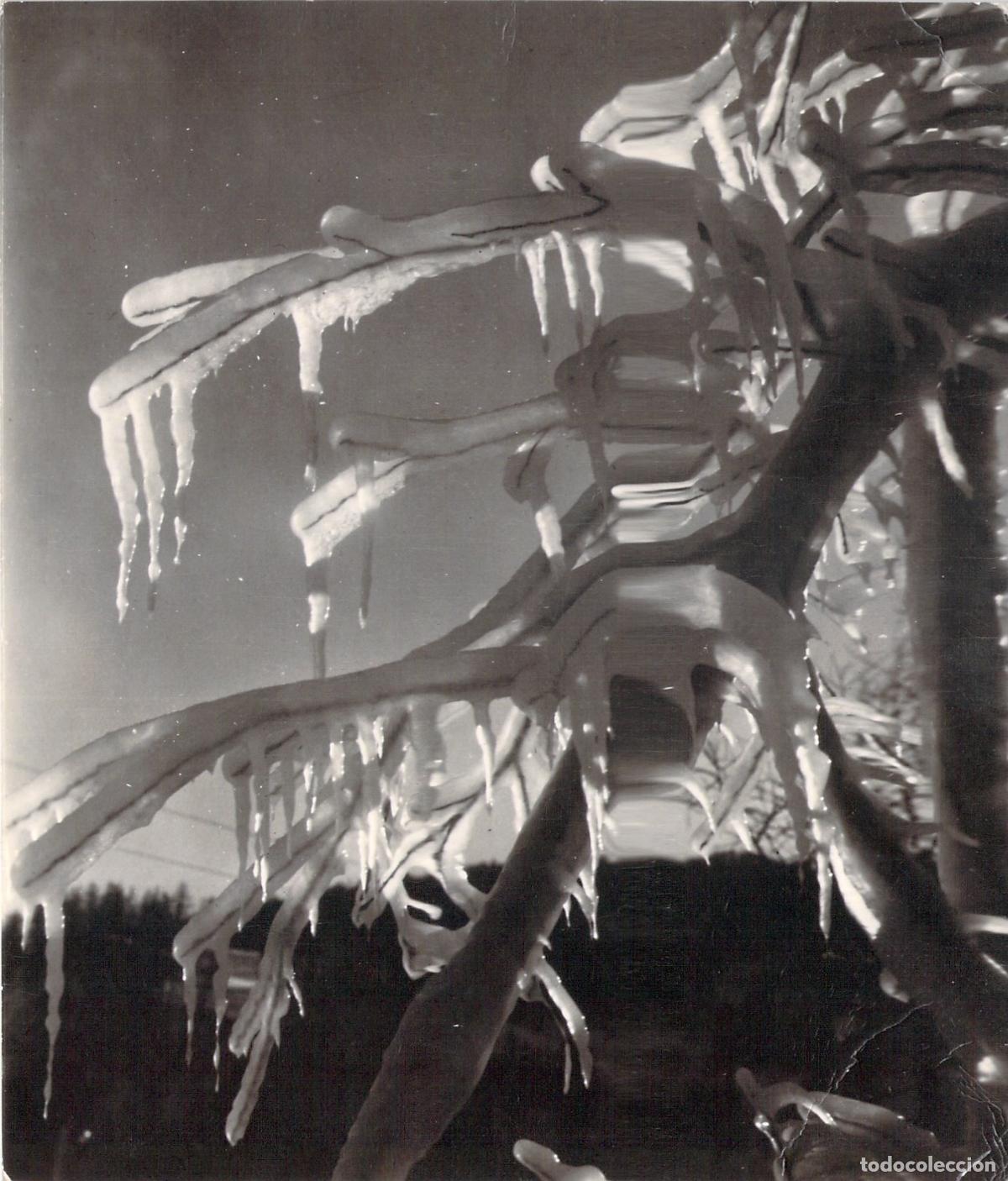 Cartes Postales: Postal de paisaje invernal con ramas cubiertas de hielo en Chamonix