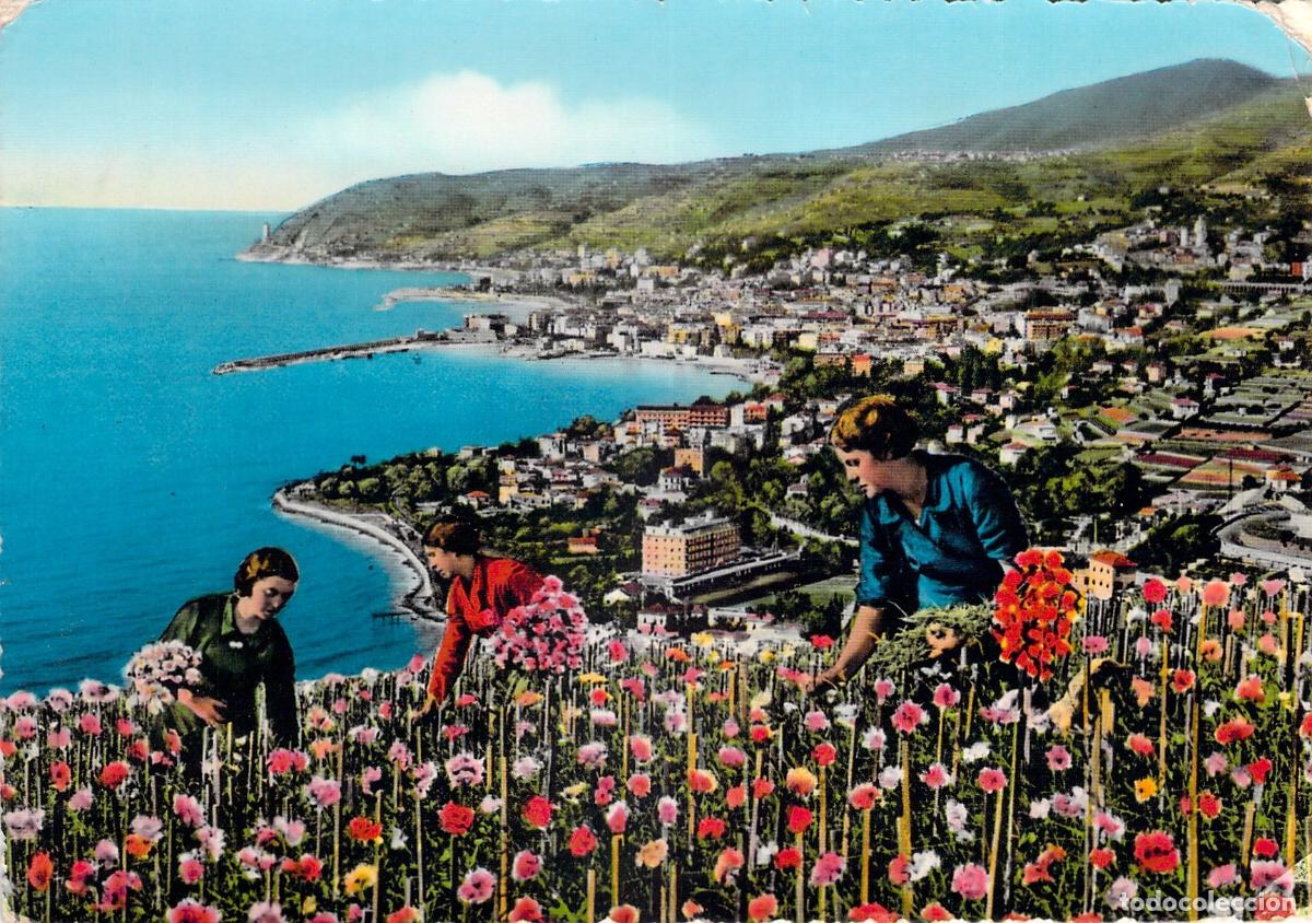 Postales: Postal de la recolecci&oacute;n de claveles en San Remo, Riviera de las Flores