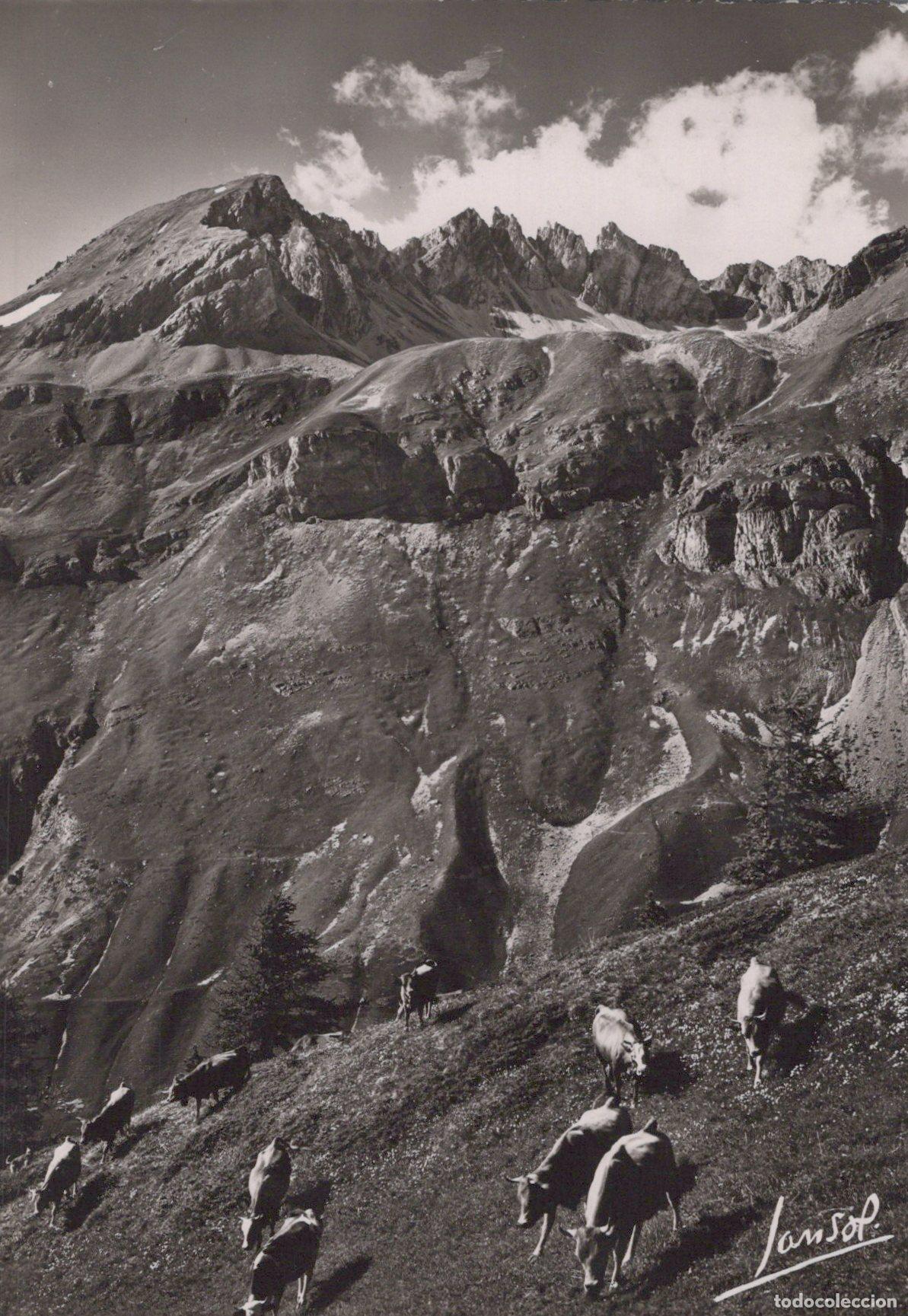 Postcards: France Val D Isere Val D Is&egrave;re Paysage Alpin Vaches Real Photo Unposted *YAH064