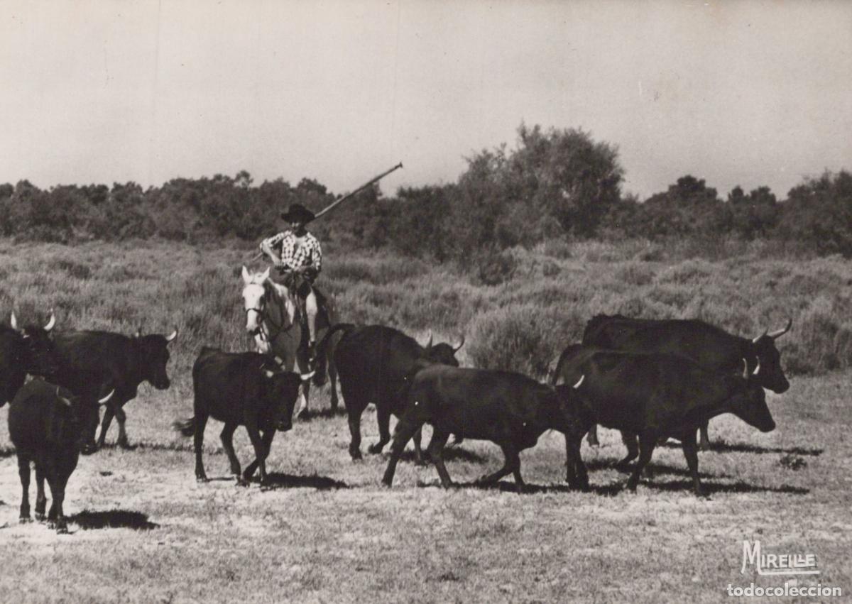 Cartoline: France Marseilles Camargue Gardians et Taureaux de Real Photo Unposted *YAH197