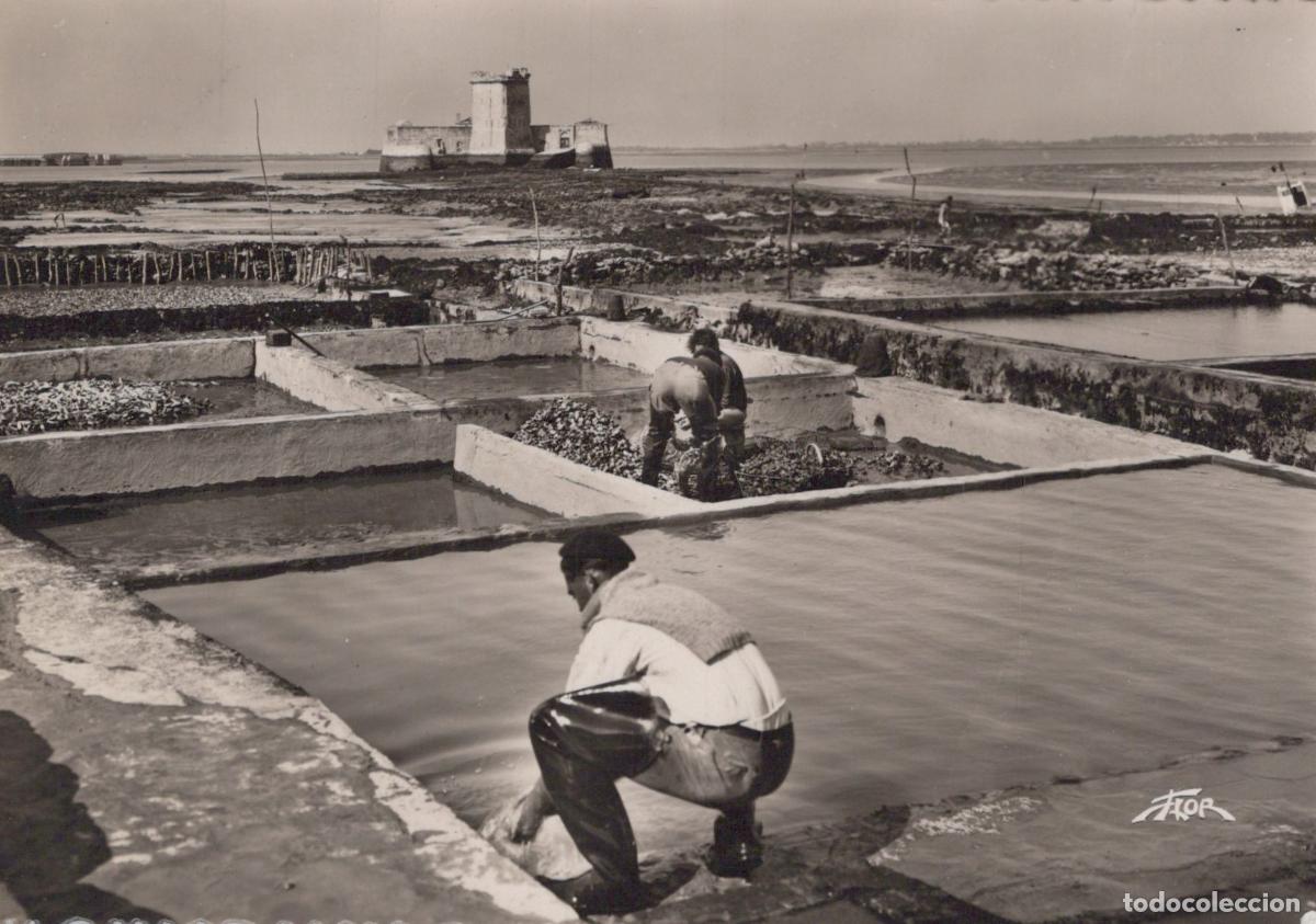 Postales: France Other Unclassified Le Chapus Parcs &Agrave; Hu&icirc;tres Unposted *YAH318