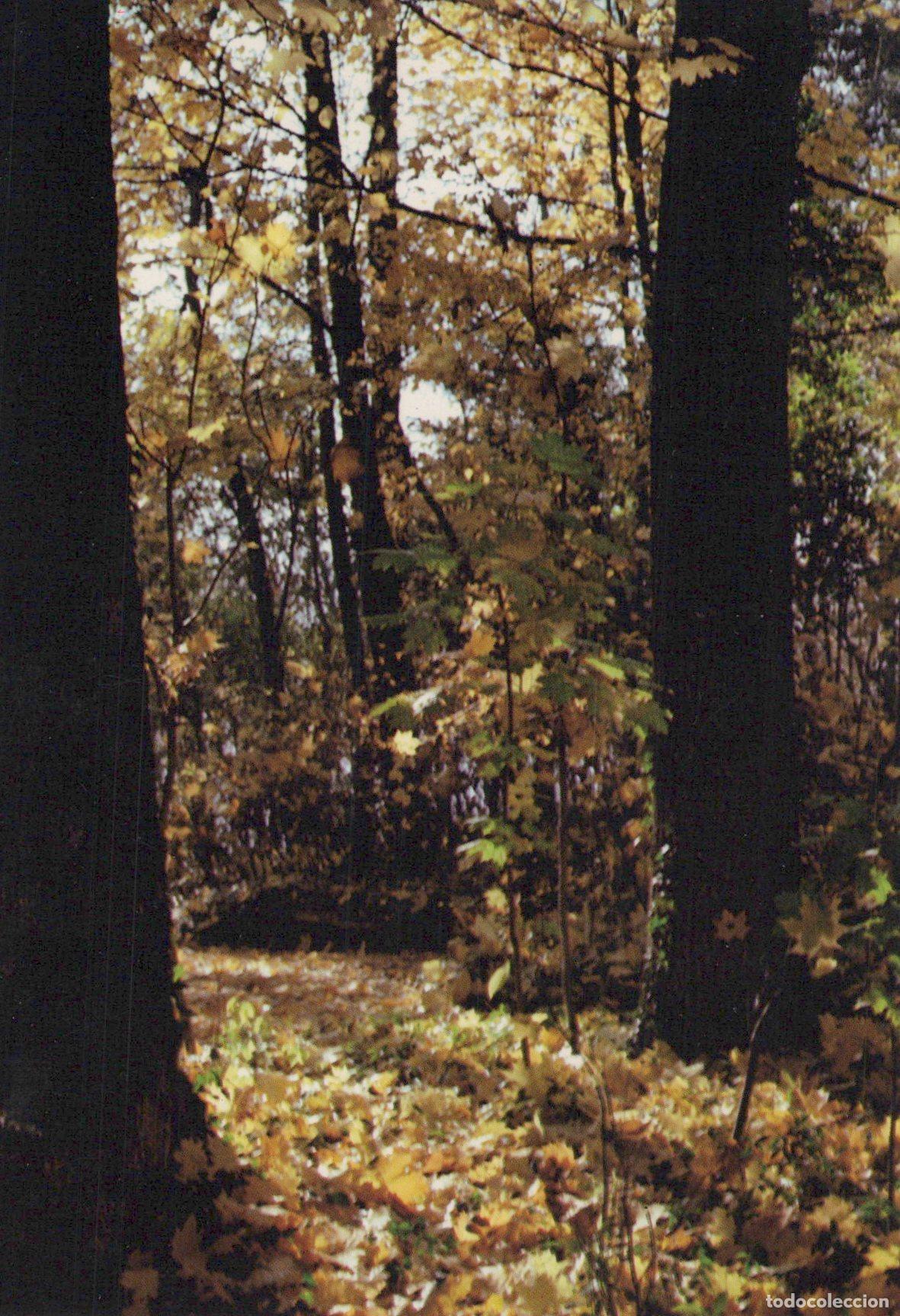 Cartes Postales: France Besan&ccedil;on Paysage Forestier D Automne *YAH495