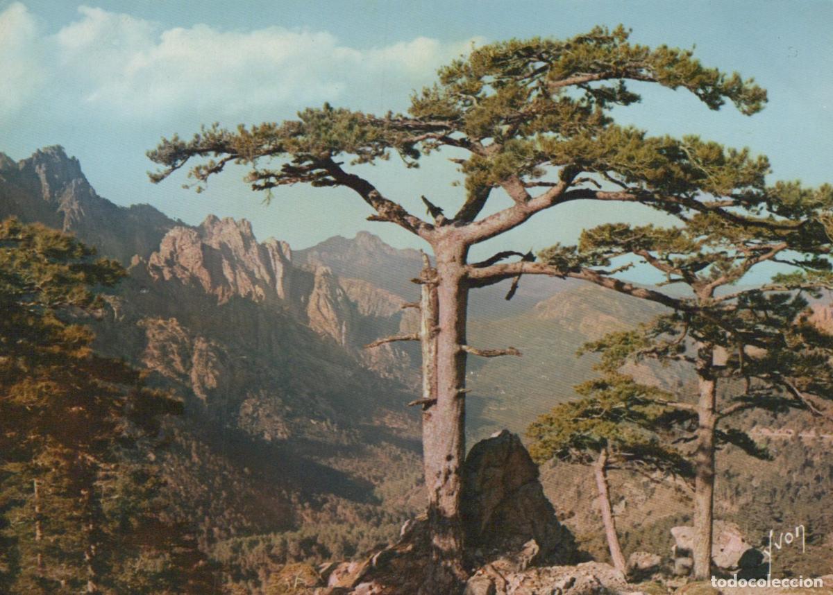 Cartes Postales: France Other Unclassified Col de Bavella Corse Paysage Montagneux Pin *YAH610