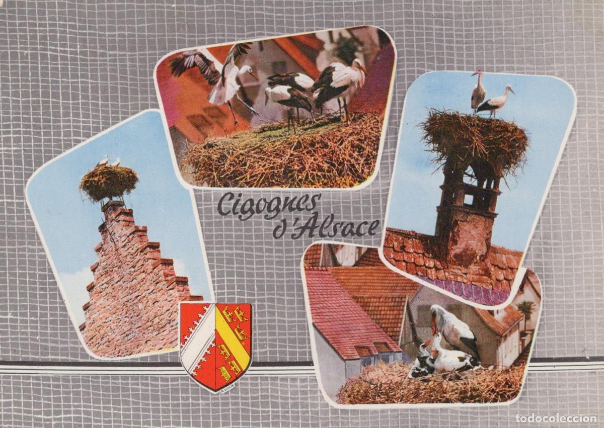 Cartoline: France Strasbourg Cigognes sur Toits et Nids Sc&egrave;nes de Vie Rurale *YAH624