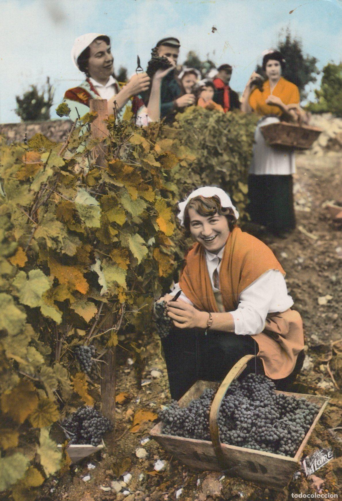 Postais: France Blois Sc&egrave;nes et Costumes R&eacute;gionaux Vendanges Post&eacute;e Real Photo *YAH421