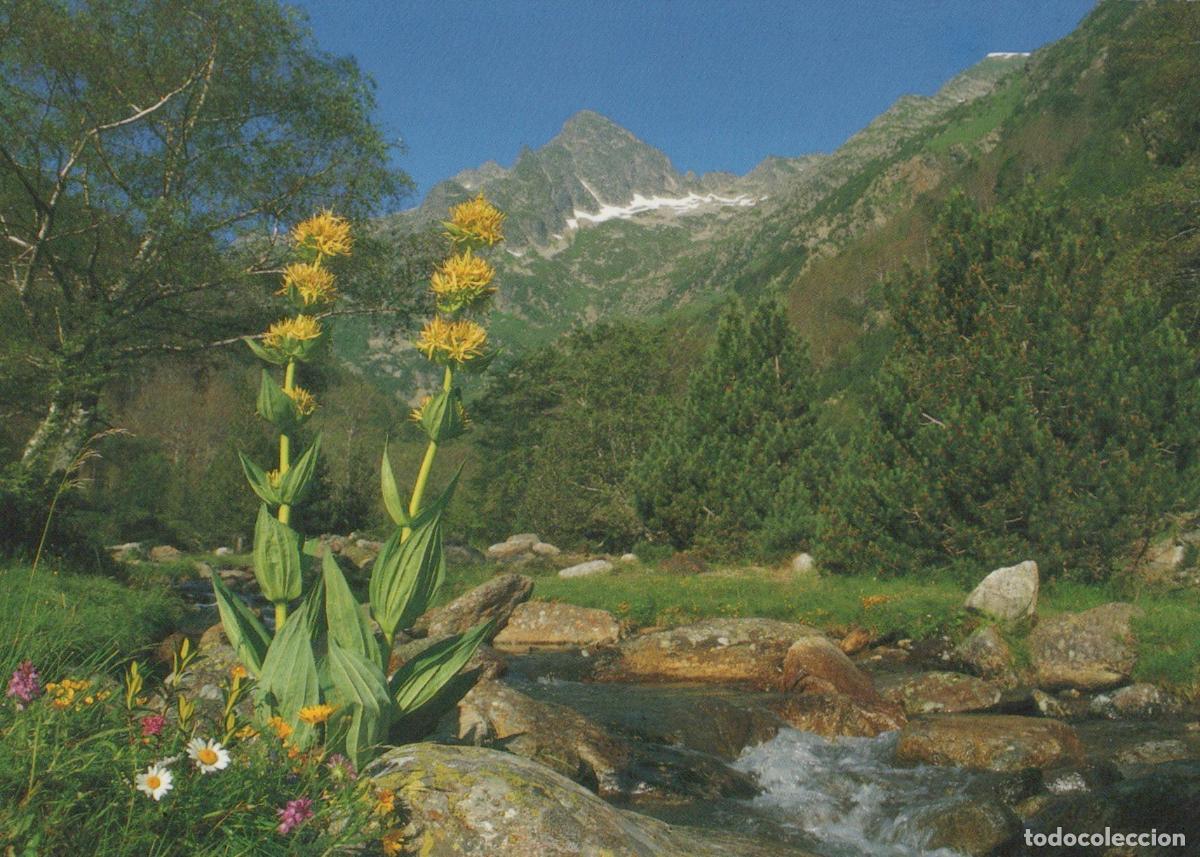 Postcards: France Collioure Pyr&eacute;n&eacute;es Occitanie Paysage Montagne Rivi&egrave;re Fleurs *YAH679