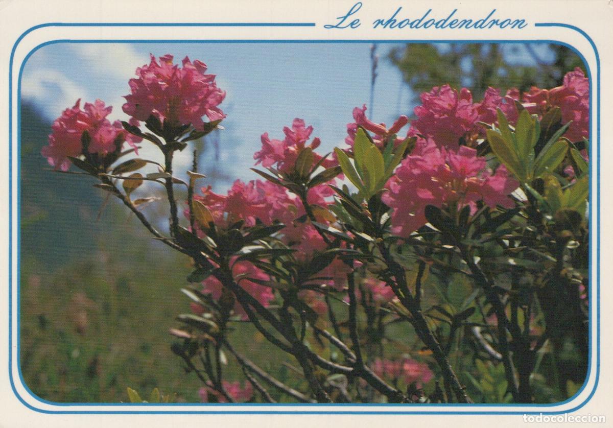Cartoline: France Albertville Rhododendron Fleurs Paysage Montagne *YAH933