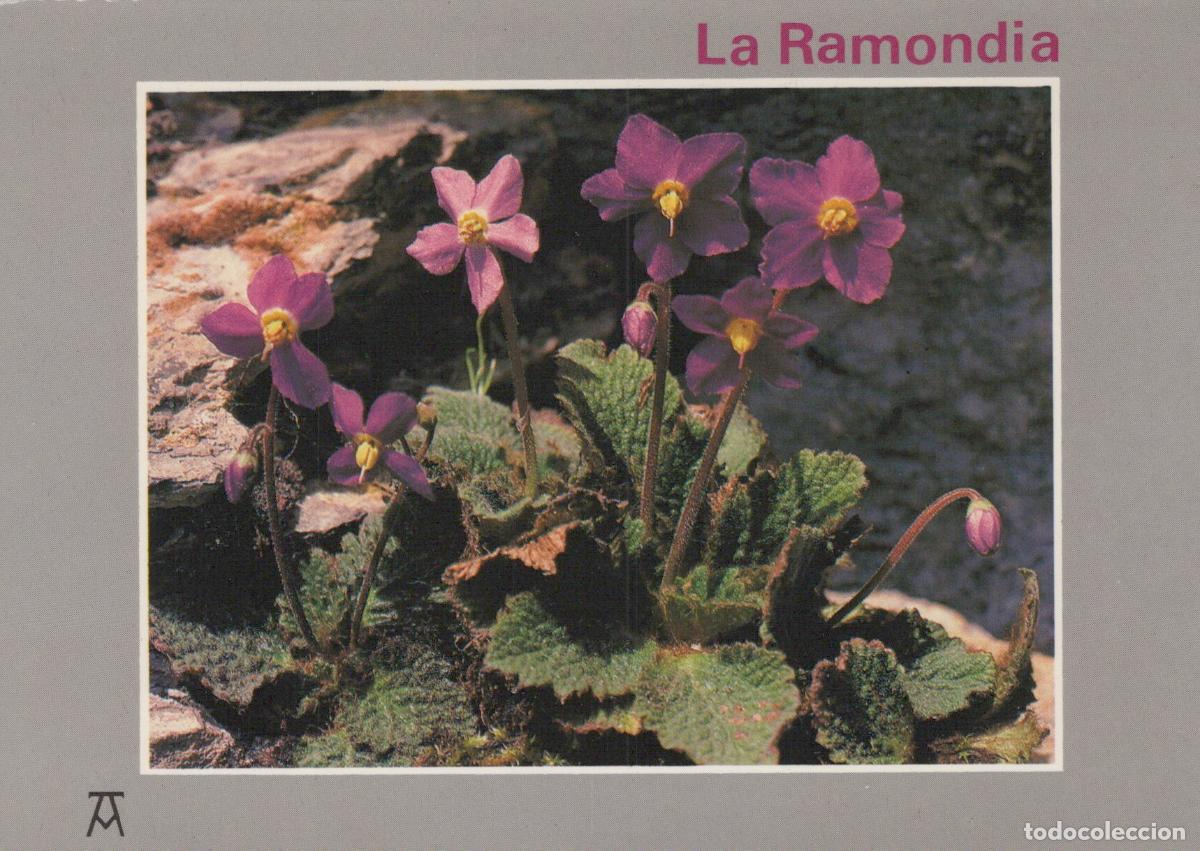 Postales: France Pau Fleurs des Montagnes la Ramondia *YAH992
