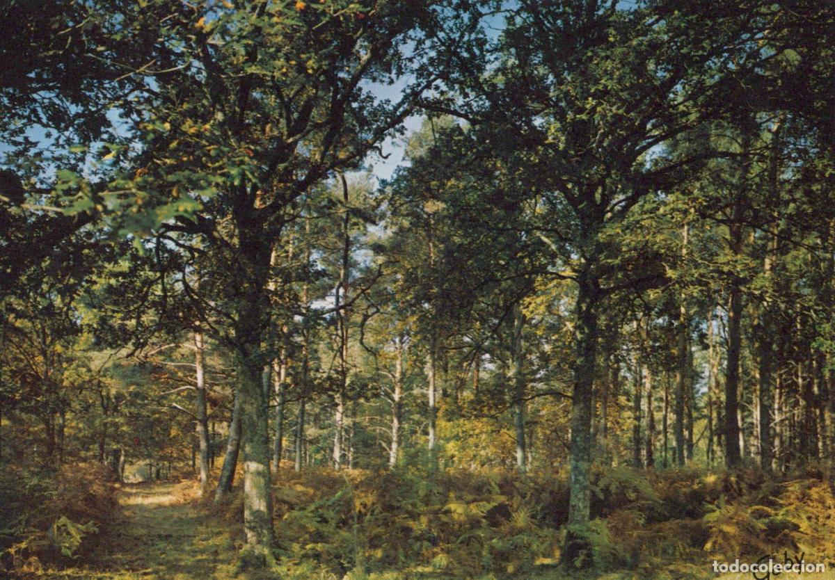 Cartes Postales: France Forest Landscape For&ecirc;ts et Rivi&egrave;res de France *YAK052