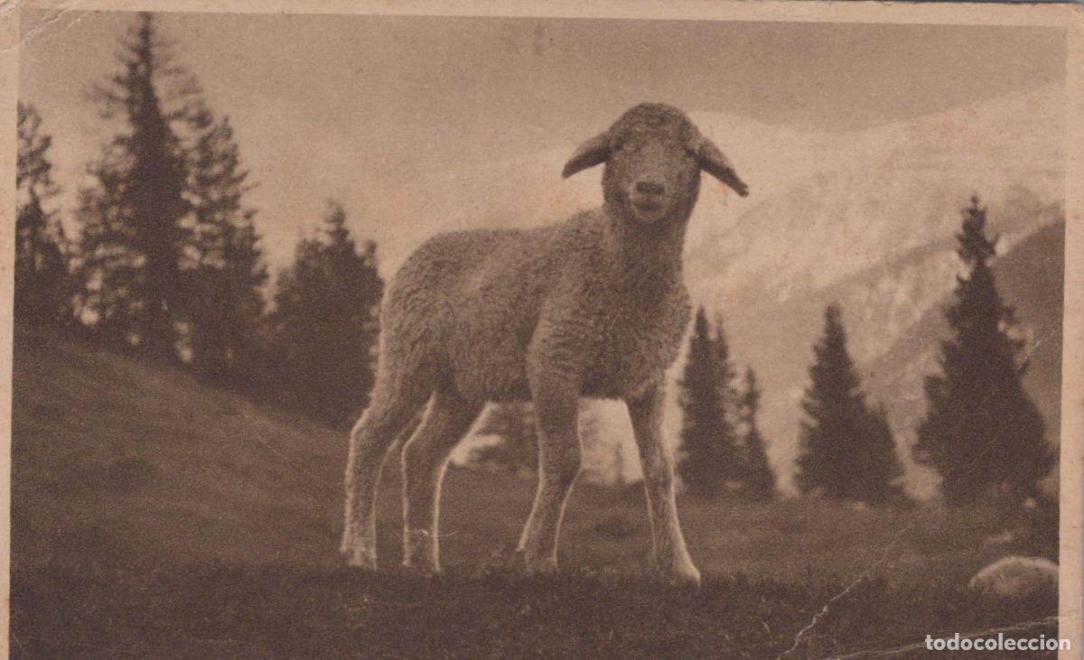 Postkarten: Germany Alpen Bayern Schaf Auf Almwiese Landscape Unposted *YAK119