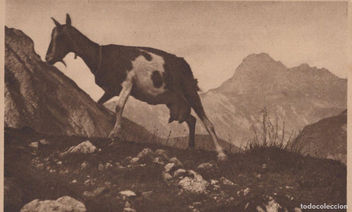 Postkarten: Germany Alpen Bayern Bergziege Auf der Alm Landscape Unposted *YAK122