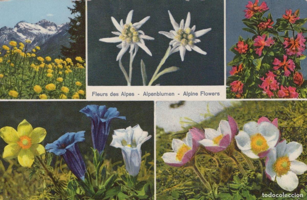 Postales: France Alpes Rhone Fleurs des Flore Mountains *YAK308