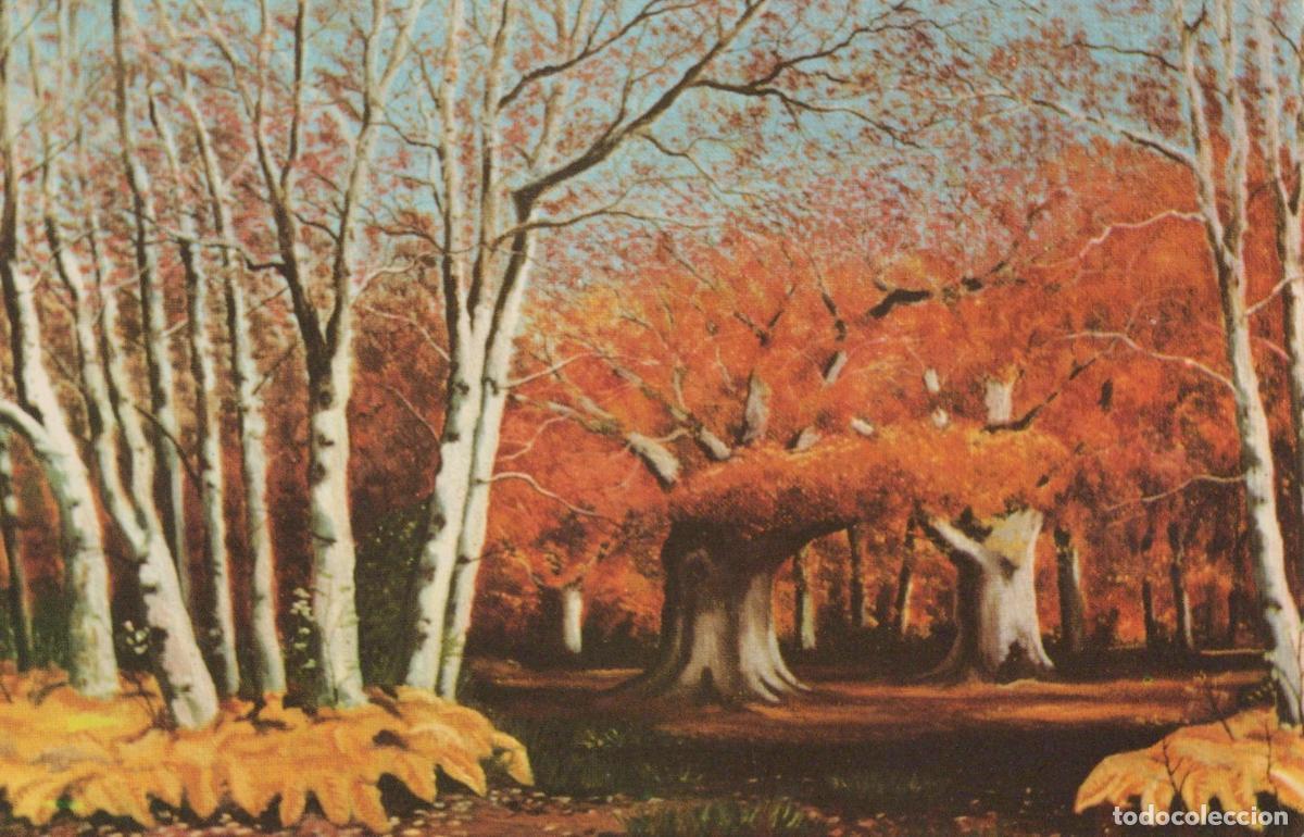 Cartoline: United Kingdom Sherwood Forest Beeches and Birches Autumn *YAK295