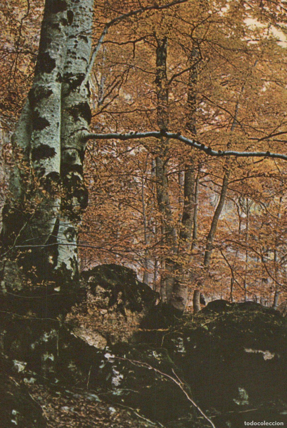 Postais: Italy Abruzzo Parco Nazionale la Faggeta in Autunno Landscape Unposted *YAK507